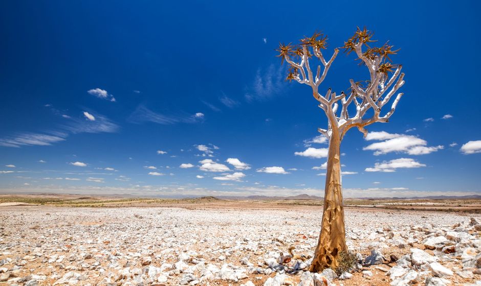 Man sitting against tree in a South African Desert Holiday